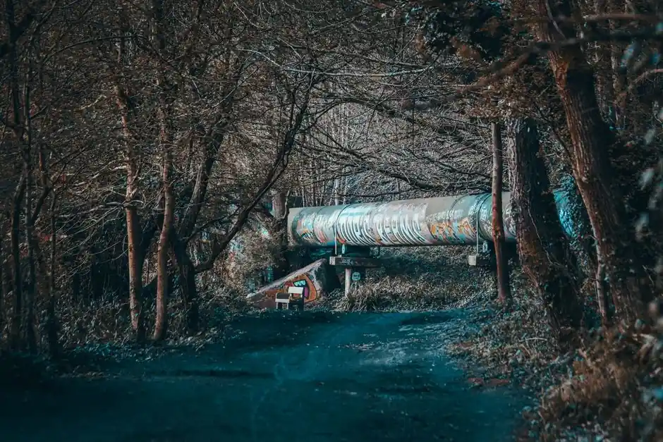 A forest with bare trees surrounding a graffiti-covered pipe during winter, offering an urban yet natural contrast.